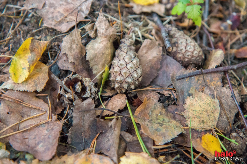 Jesień tuż tuż. Las Kabacki i okolice w żółci i czerwieni. FOTO