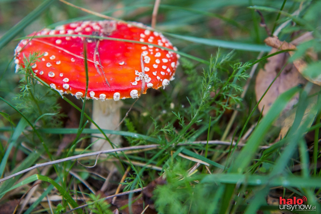 Jesień tuż tuż. Las Kabacki i okolice w żółci i czerwieni. FOTO