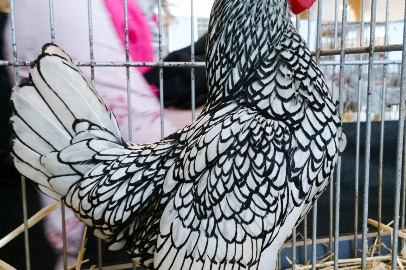 XII Wystawa Kur Ozdobnych SGGW