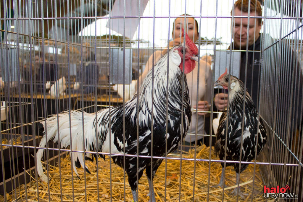 XII Wystawa Kur Ozdobnych SGGW