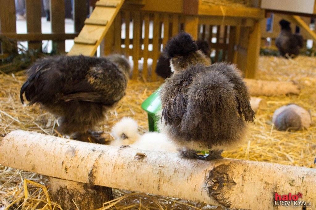 XII Wystawa Kur Ozdobnych SGGW