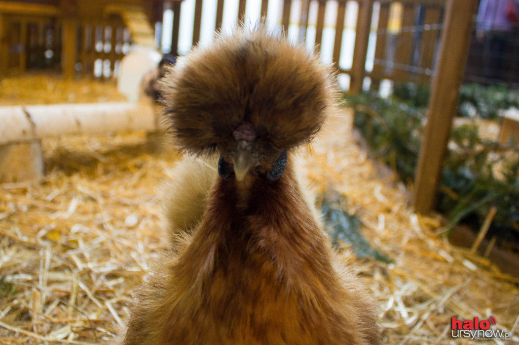 XII Wystawa Kur Ozdobnych SGGW