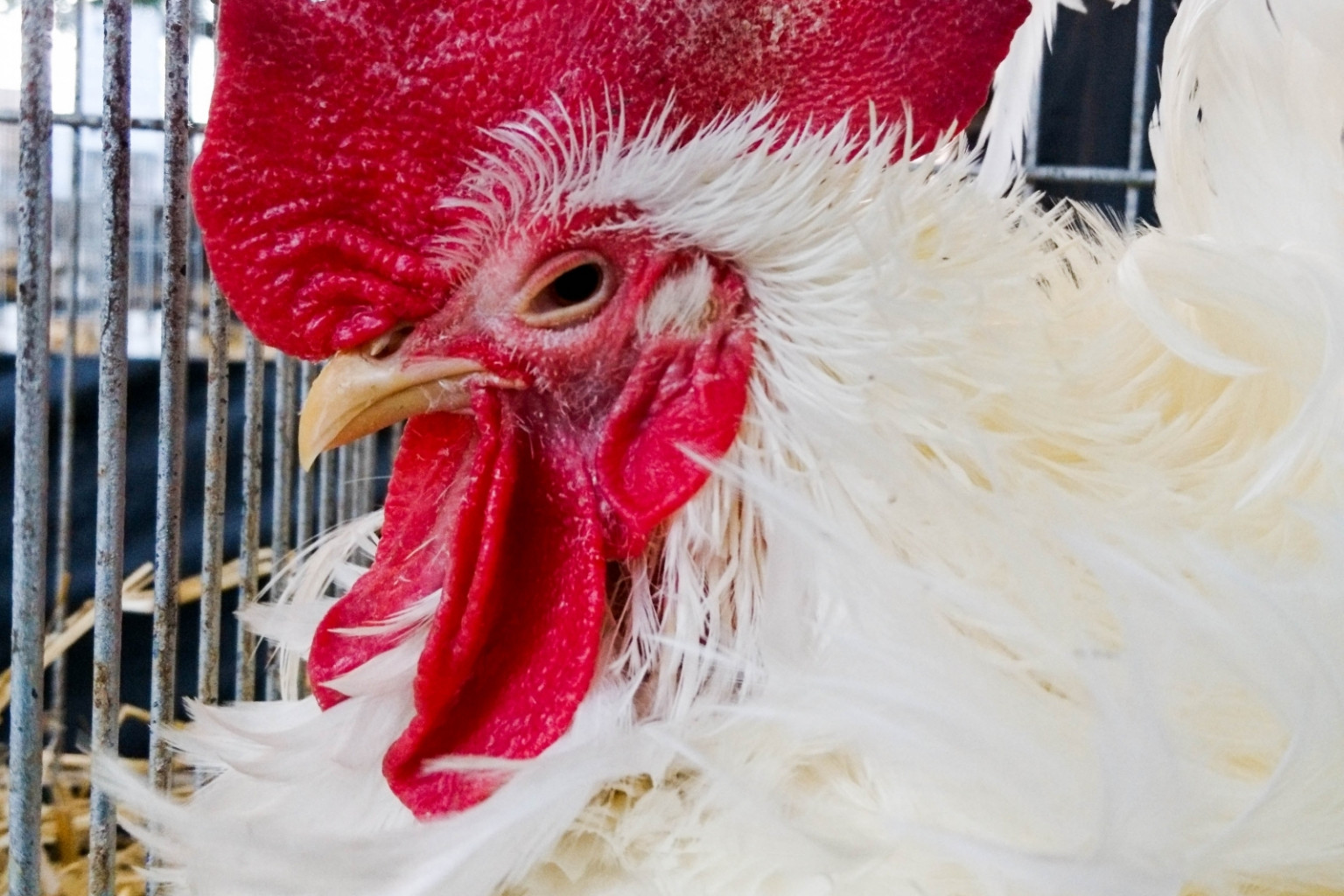 XII Wystawa Kur Ozdobnych SGGW