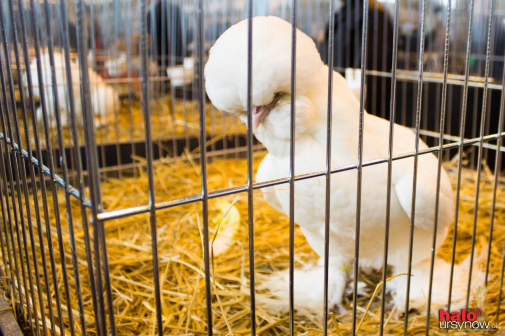 XII Wystawa Kur Ozdobnych SGGW