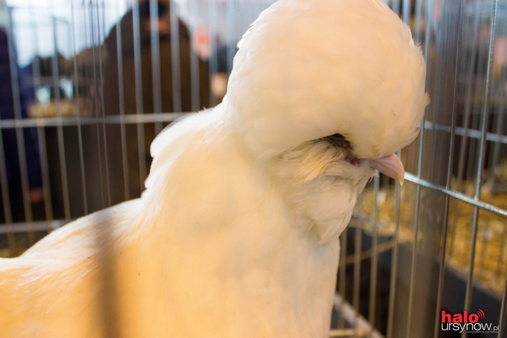 XII Wystawa Kur Ozdobnych SGGW