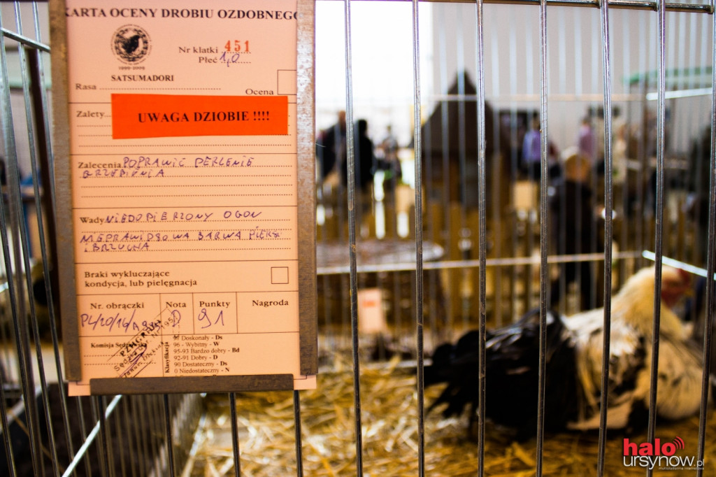 XII Wystawa Kur Ozdobnych SGGW
