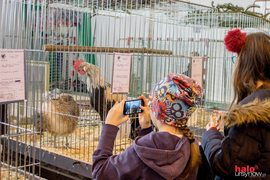 XII Wystawa Kur Ozdobnych SGGW