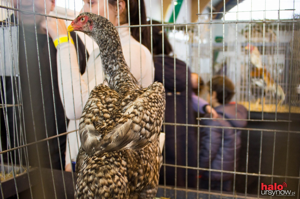XII Wystawa Kur Ozdobnych SGGW