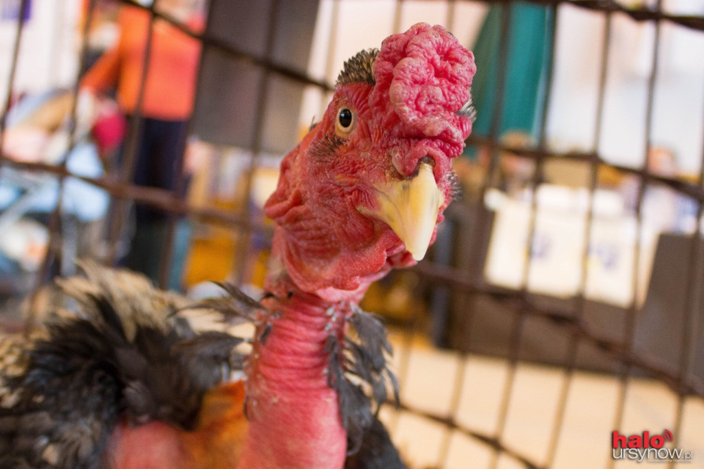 XII Wystawa Kur Ozdobnych SGGW