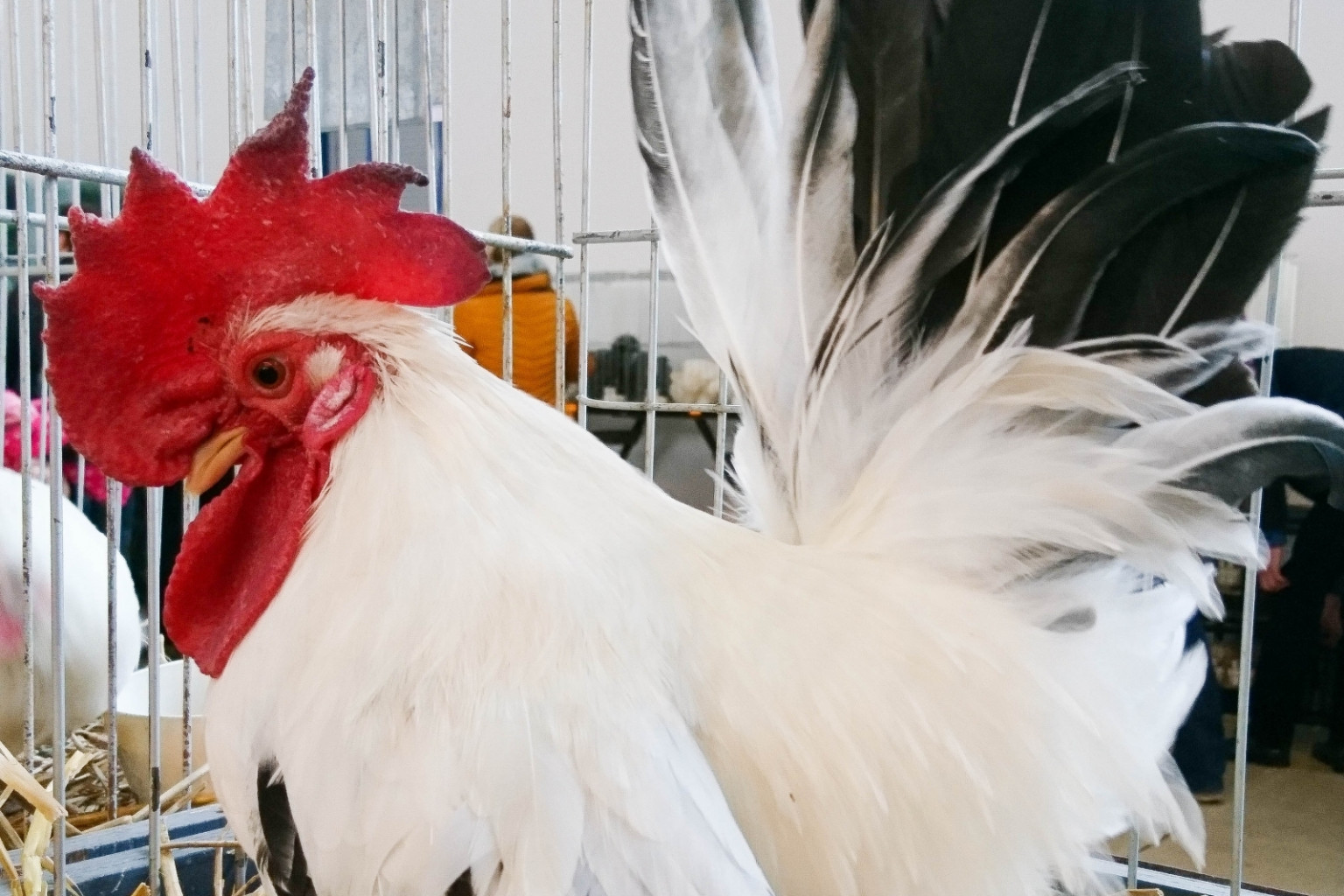 XII Wystawa Kur Ozdobnych SGGW