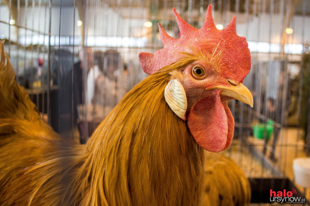 XII Wystawa Kur Ozdobnych SGGW