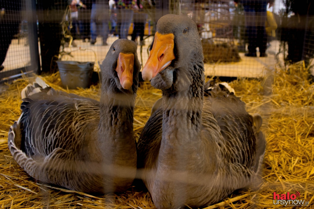 XII Wystawa Kur Ozdobnych SGGW