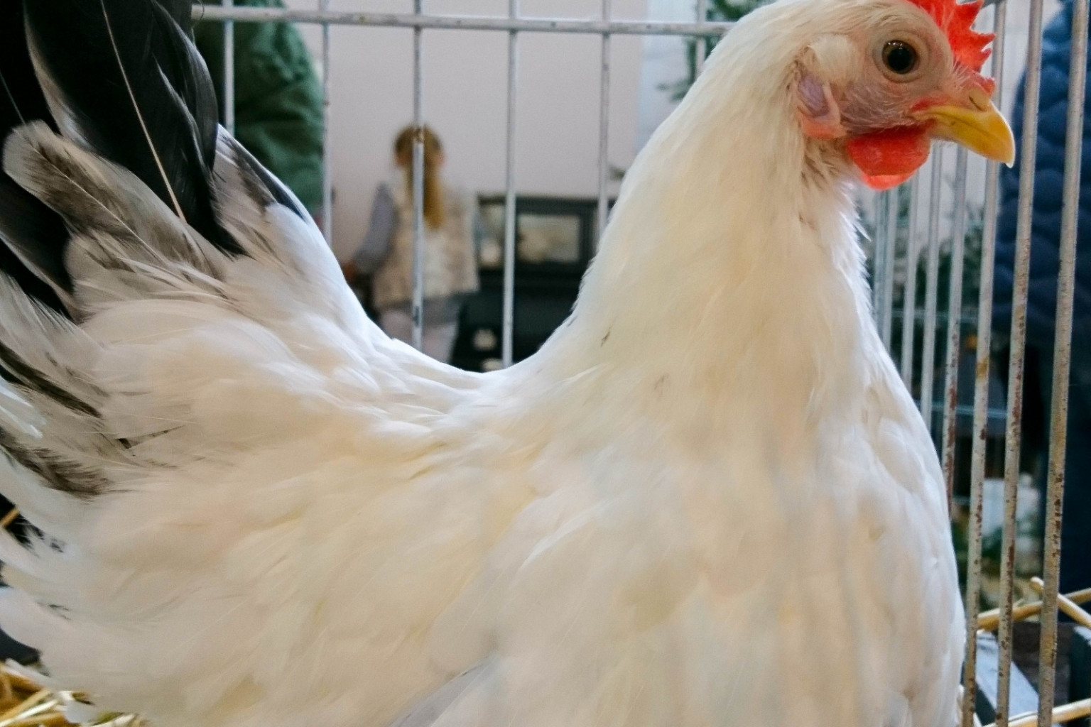 XII Wystawa Kur Ozdobnych SGGW