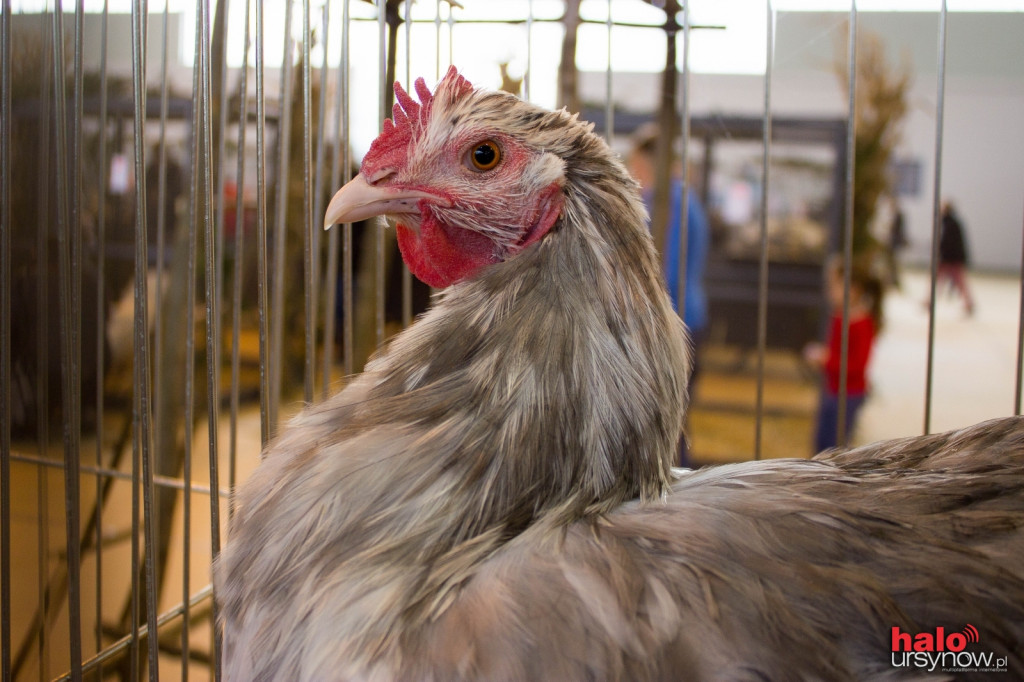 XII Wystawa Kur Ozdobnych SGGW