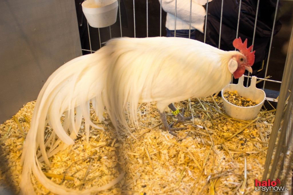 XII Wystawa Kur Ozdobnych SGGW