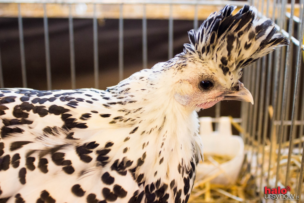 XII Wystawa Kur Ozdobnych SGGW