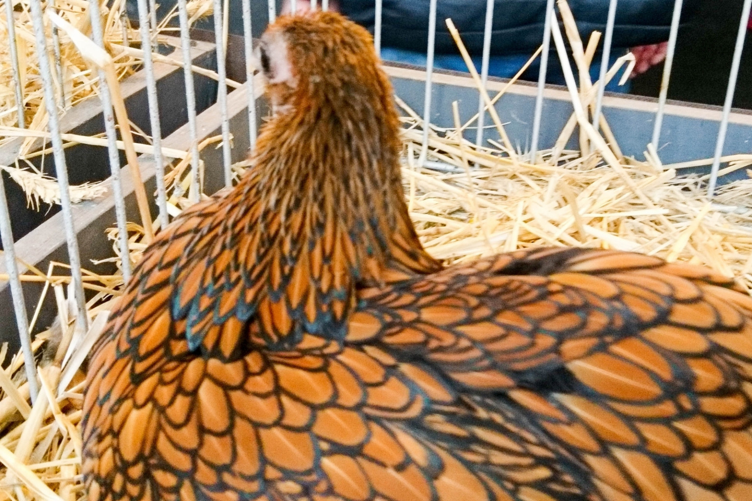 XII Wystawa Kur Ozdobnych SGGW