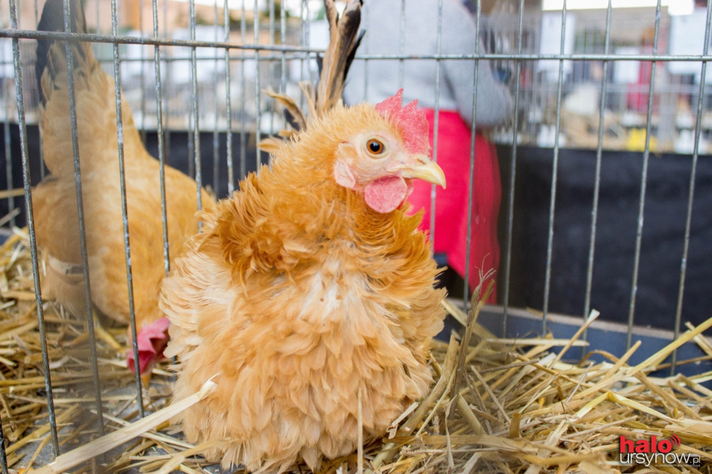 XII Wystawa Kur Ozdobnych SGGW