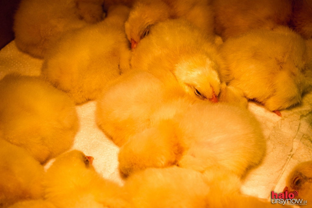 XII Wystawa Kur Ozdobnych SGGW