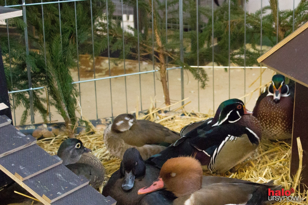 XII Wystawa Kur Ozdobnych SGGW