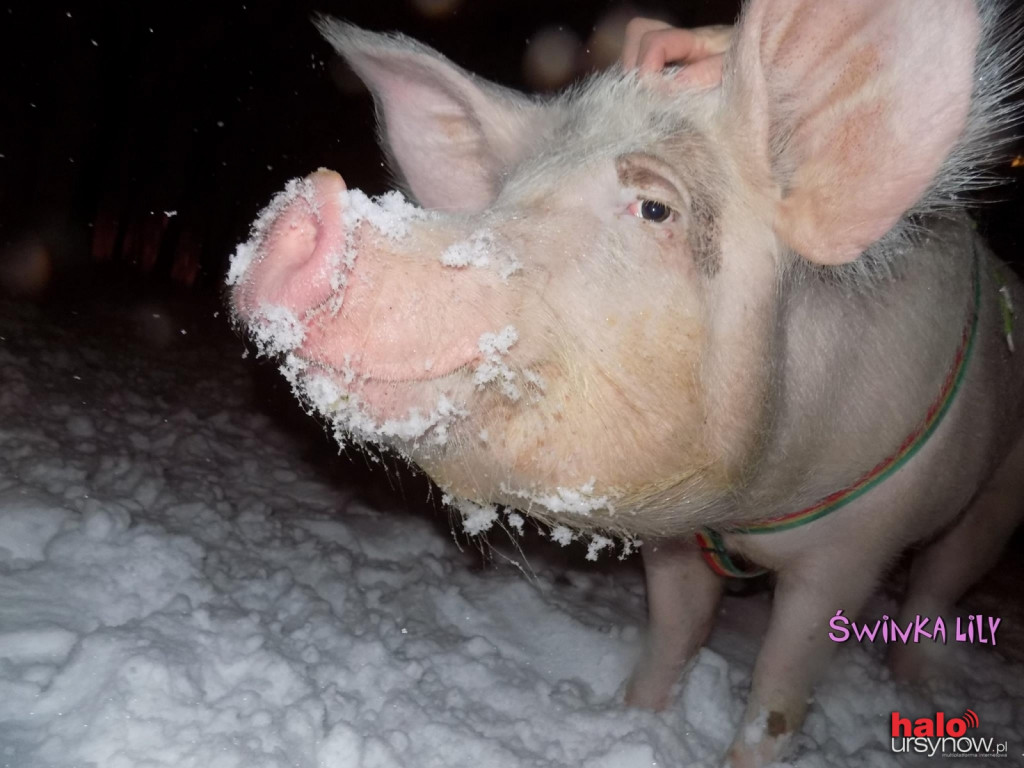 Ursynowska celebrytka kończy dzisiaj 4 lata! Sto lat dla Świnki Lily!