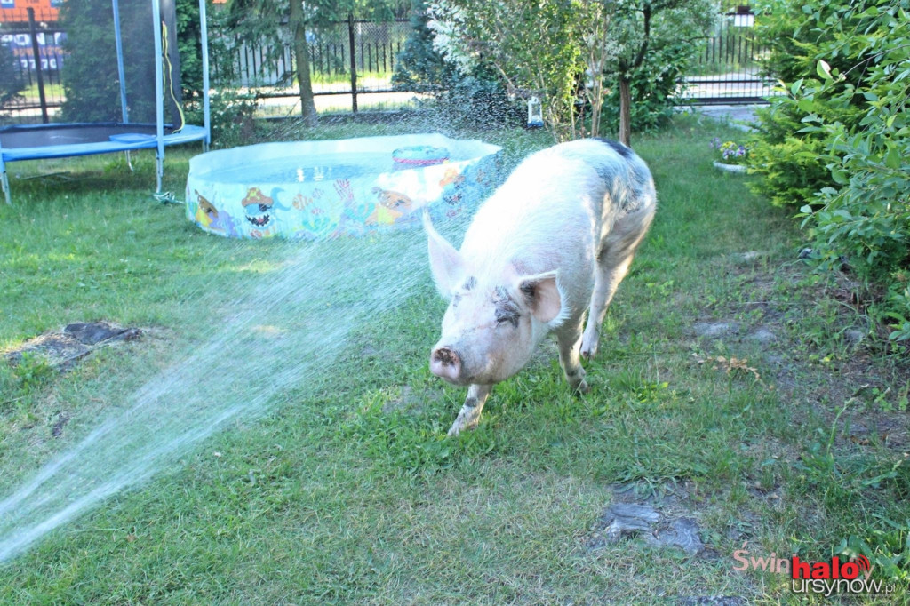 Ursynowska celebrytka kończy dzisiaj 4 lata! Sto lat dla Świnki Lily!