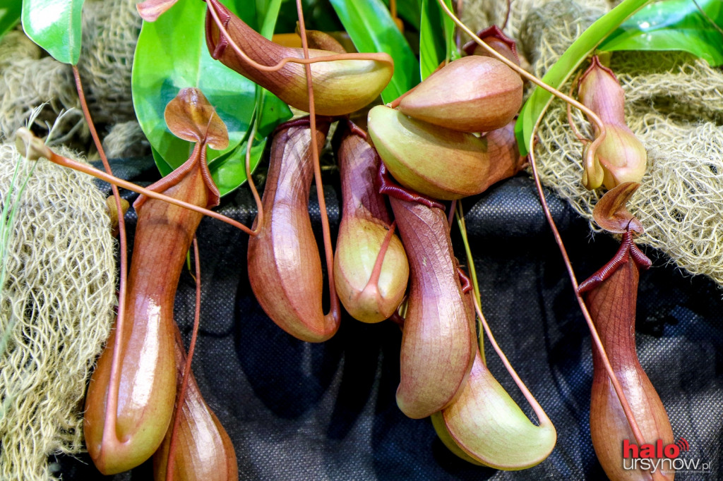 Piękne i krwiożercze... Rośliny owadożerne w Arenie Ursynów FOTO