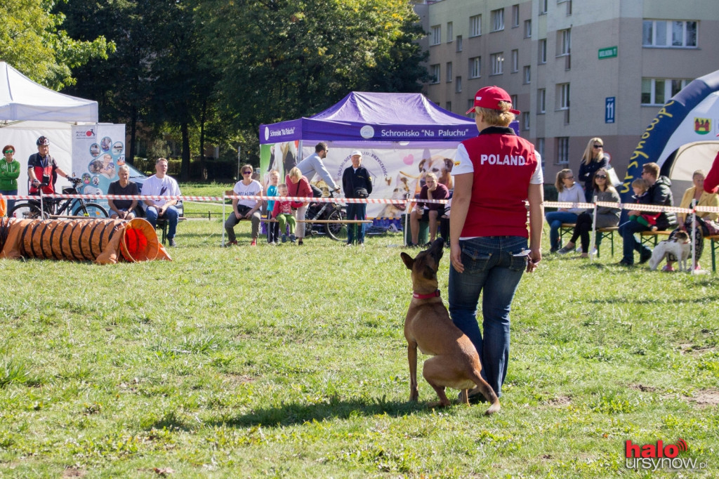 Wszystkie zwierzaki Ursynowa! Piknik na cztery łapy FOTO