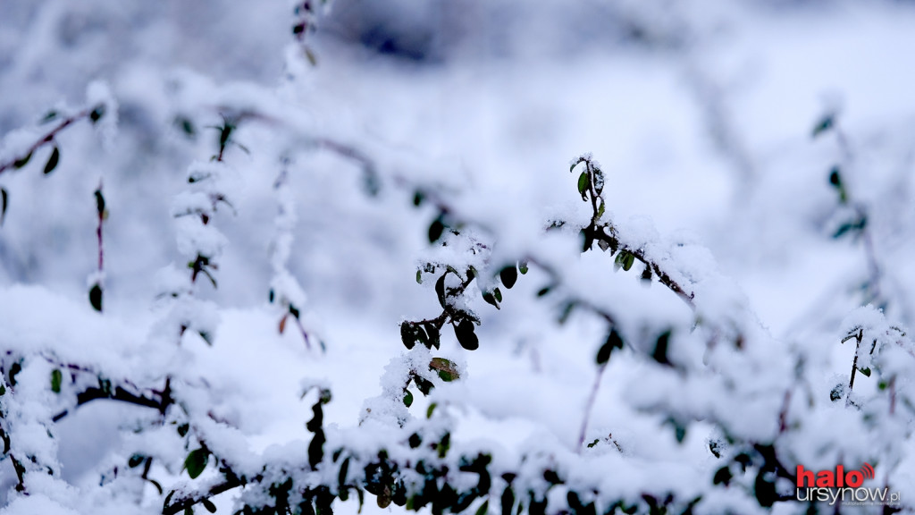 Powsin zimą też jest piękny! Niesamowite fotografie ze spacerów