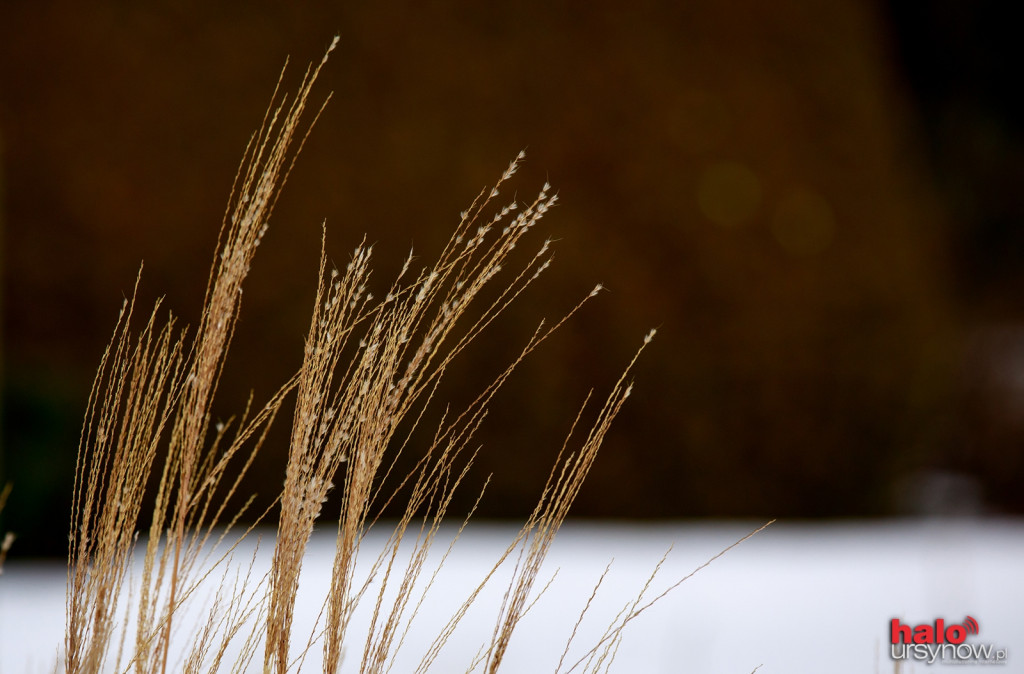 Powsin zimą też jest piękny! Niesamowite fotografie ze spacerów