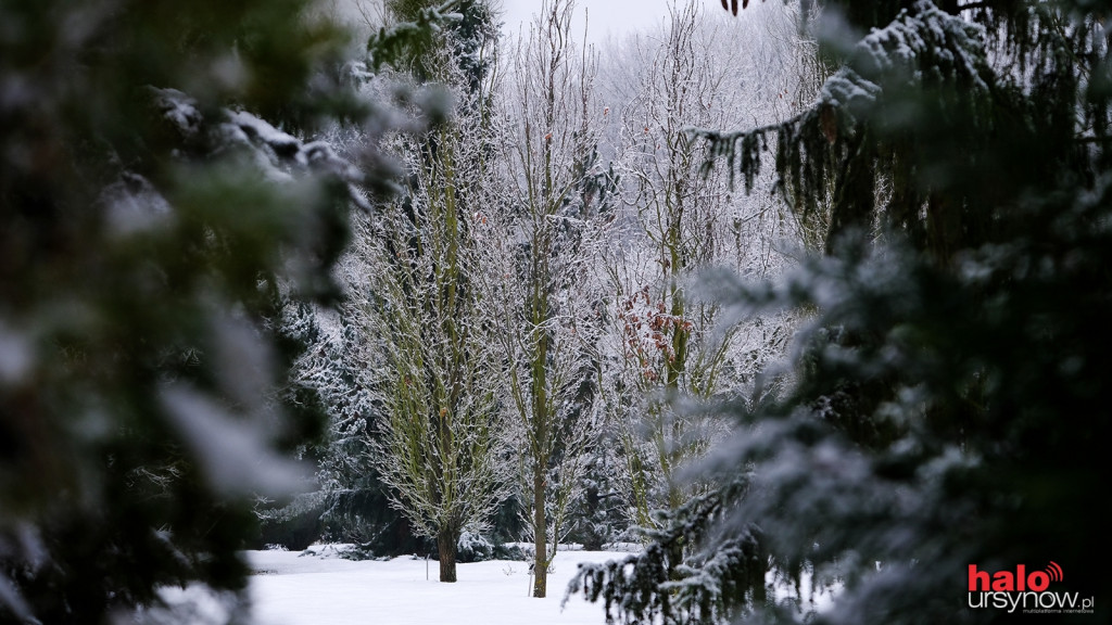 Powsin zimą też jest piękny! Niesamowite fotografie ze spacerów