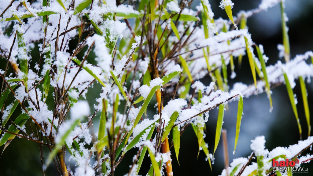 Powsin zimą też jest piękny! Niesamowite fotografie ze spacerów
