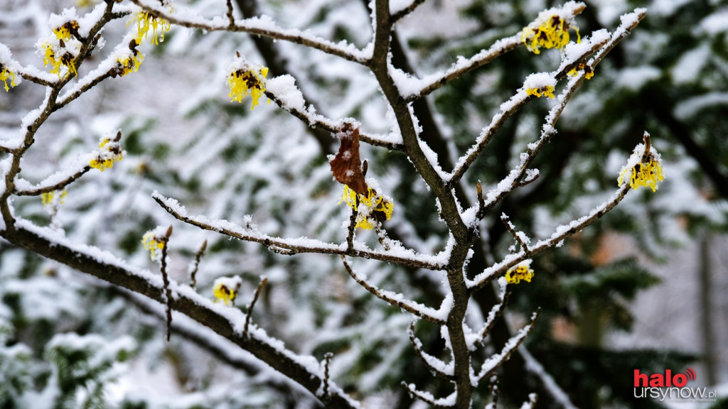 Powsin zimą też jest piękny! Niesamowite fotografie ze spacerów