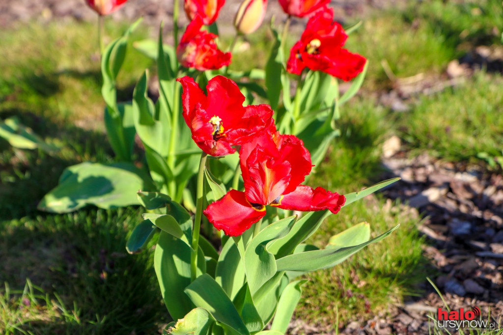 Zakwitły tulipanowe dywany FOTO