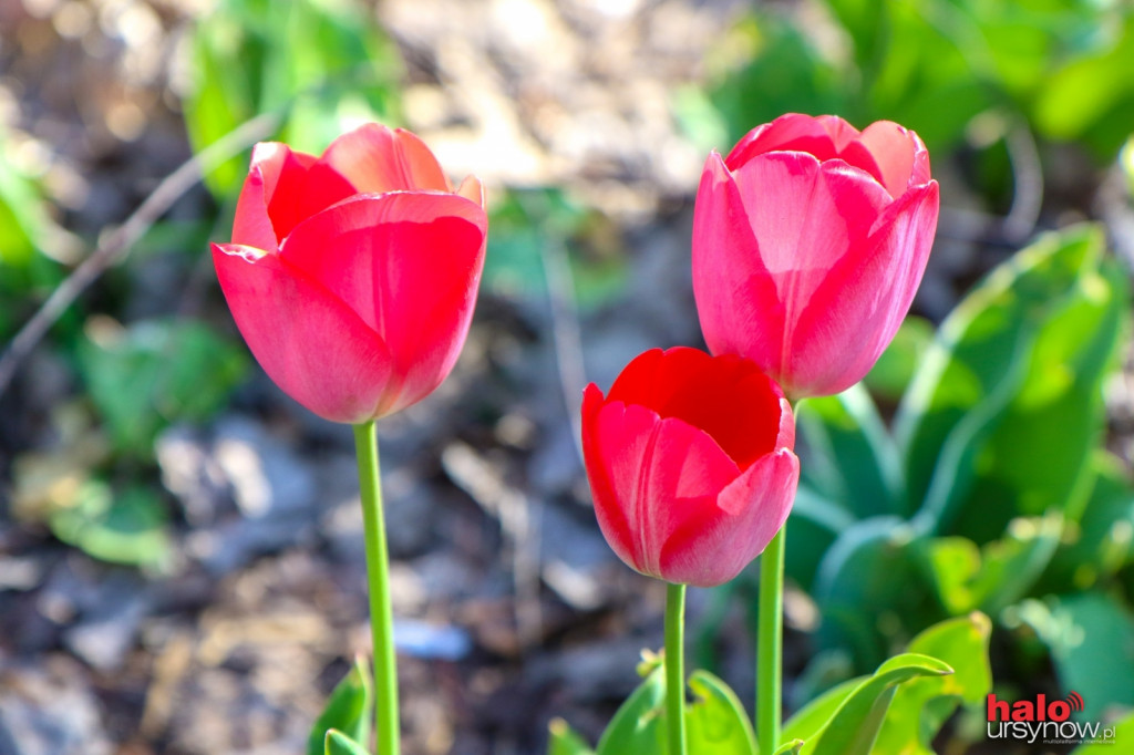 Zakwitły tulipanowe dywany FOTO