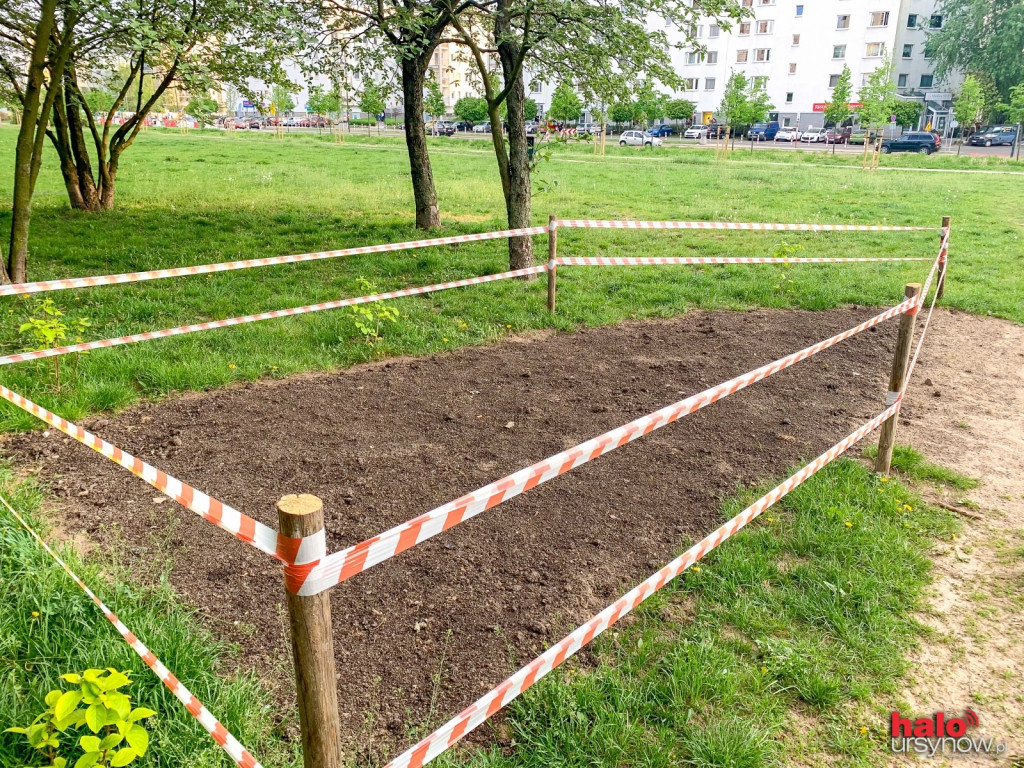Łąka kwietna przy Polaka