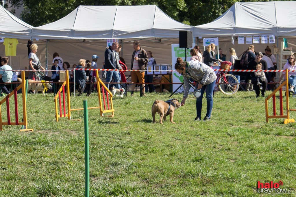 Łapy, łapy, cztery łapy! Wyjątkowy piknik dla czworonogów FOTO