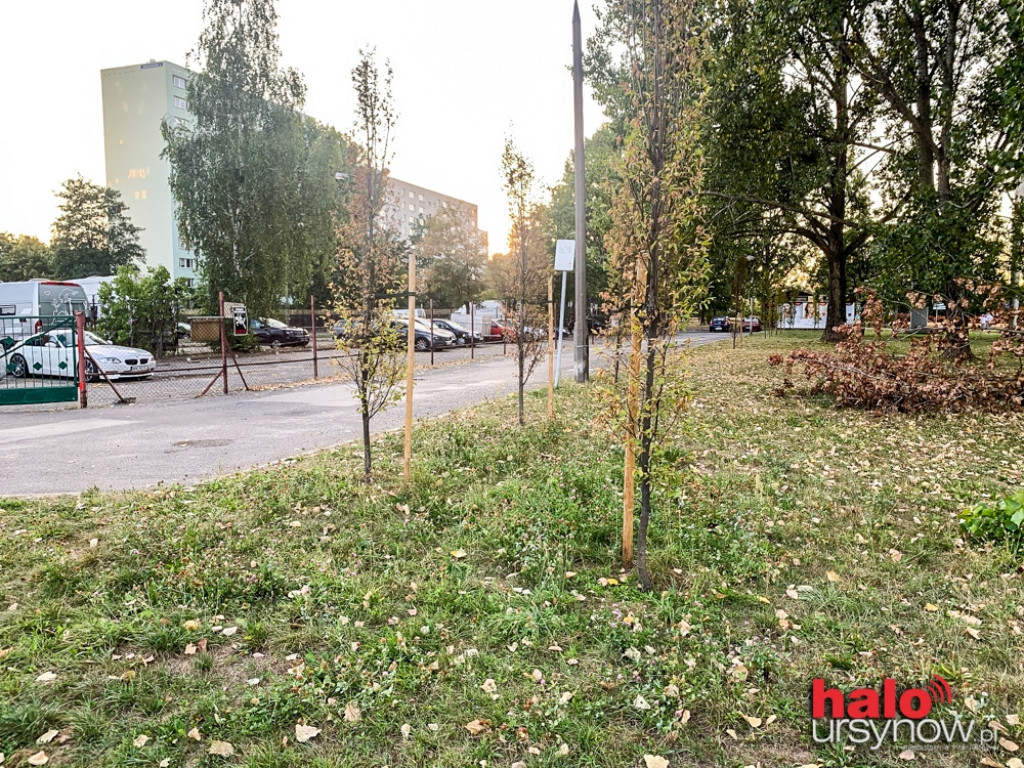 Ratowanie drzew
