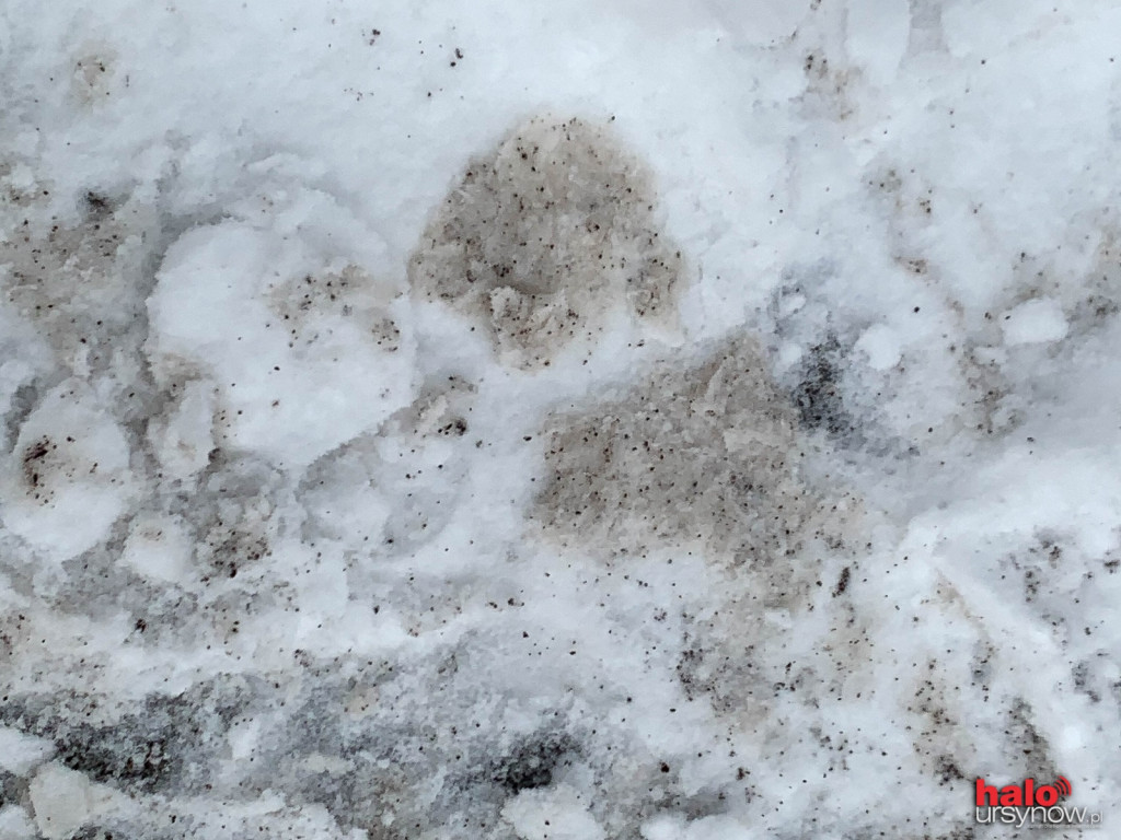 Fusy już dbają o przyczepność na chodniku pod ratuszem. Czy na pewno są takie eko?
