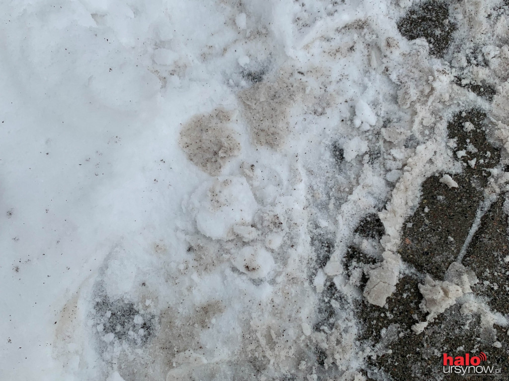 Fusy już dbają o przyczepność na chodniku pod ratuszem. Czy na pewno są takie eko?