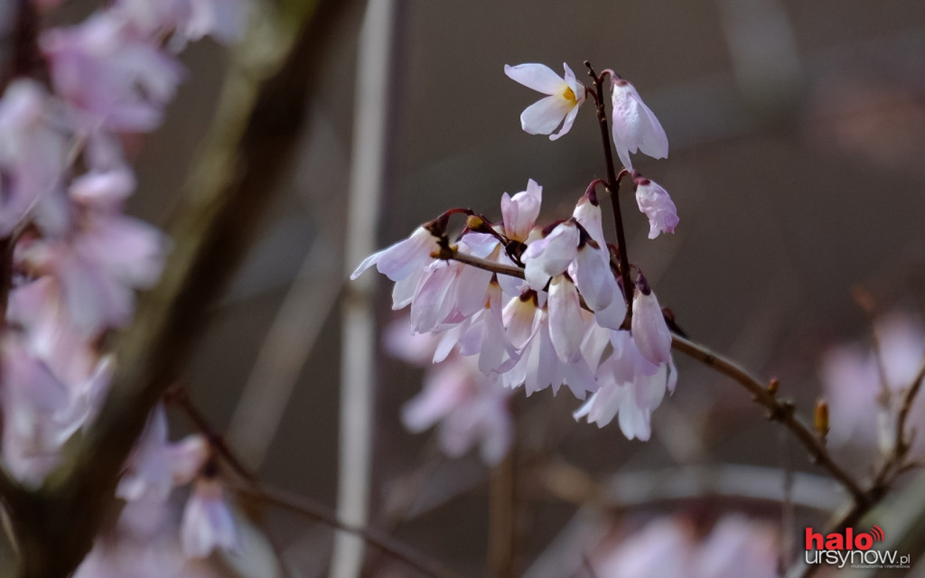 Spędź Wielkanoc szukając wiosny w Ogrodzie Botanicznym