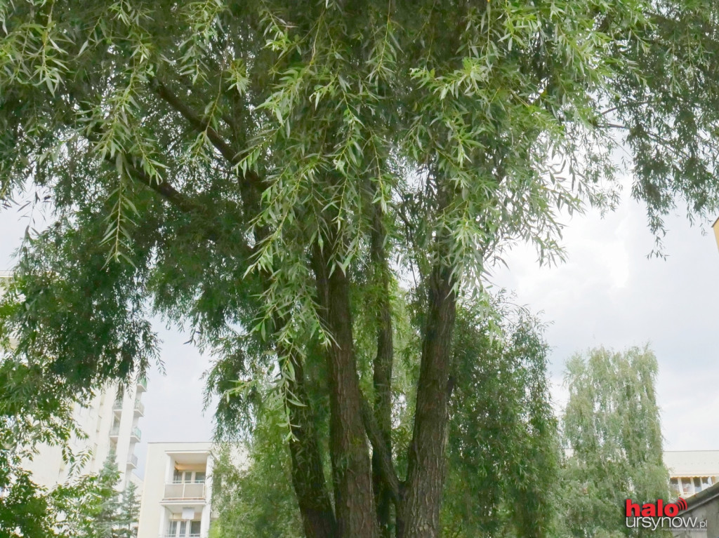 Wycinka drzew na Natolinie. Realne zagrożenie czy kaprys?