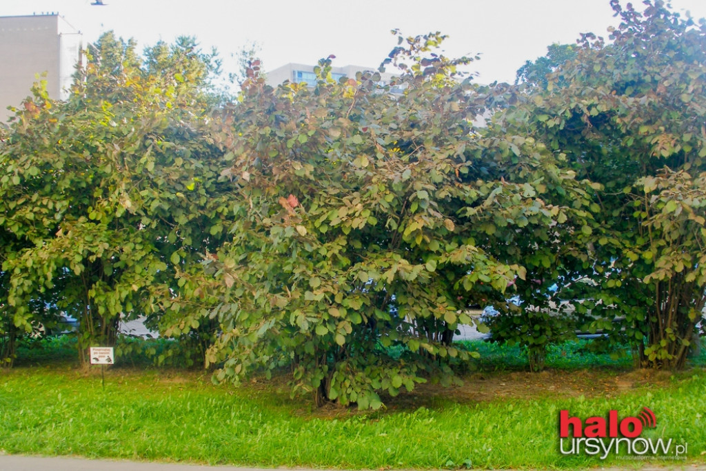 Wycinają kolejne drzewa pod parking. ?Pomysł absurdalny i szkodliwy?