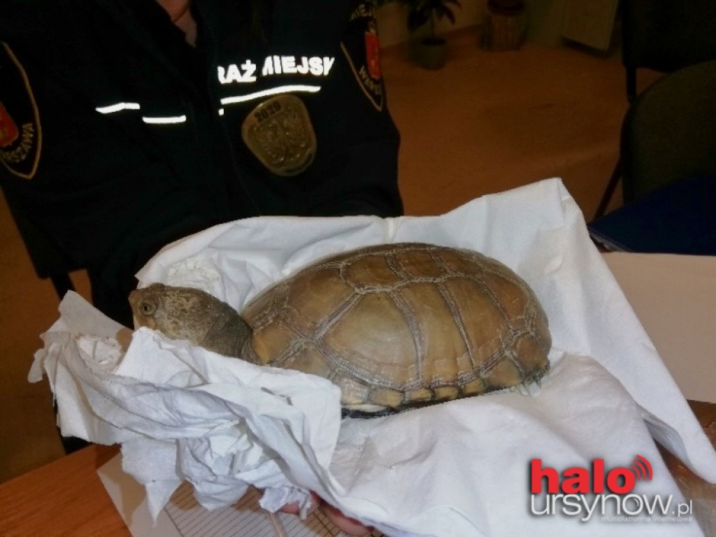 Niespodziewany gość na Natolinie. Na trawie spał sobie? żółw