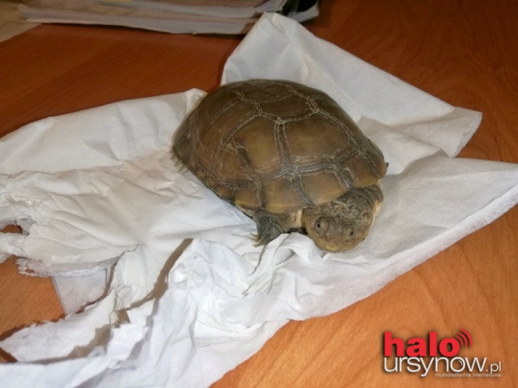 Niespodziewany gość na Natolinie. Na trawie spał sobie? żółw