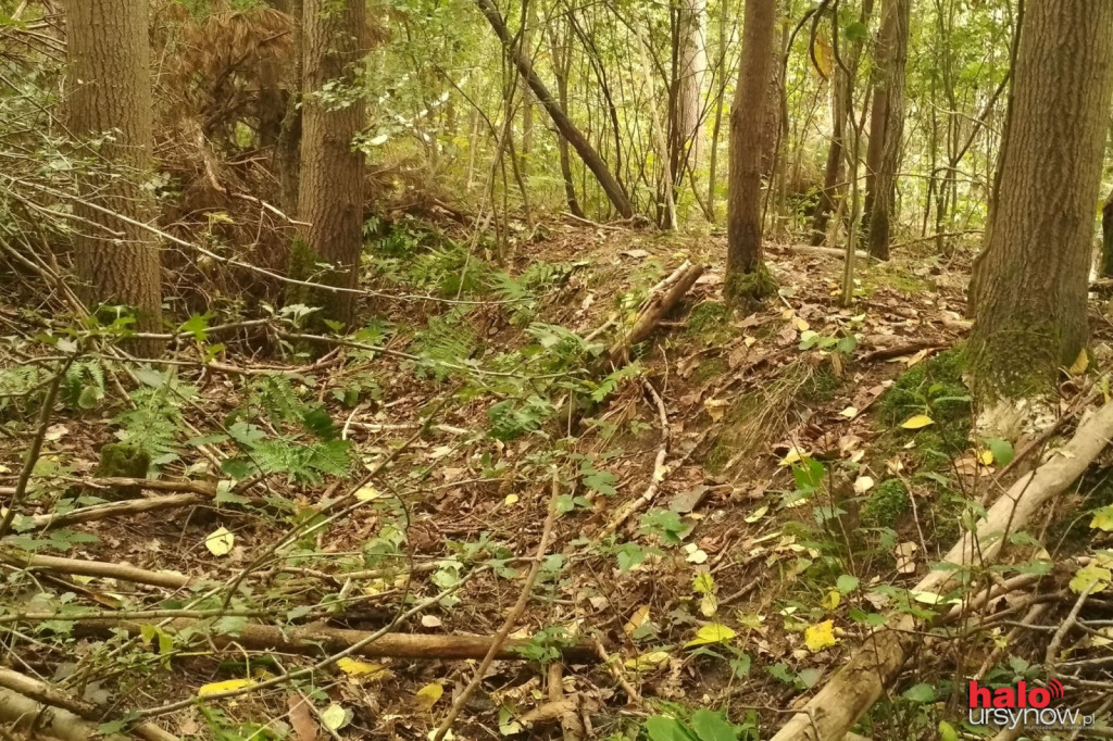 GOTOWE Naturalne czy pochodzenia ludzkiego? Tajemnicze wąwozy w Lesie Kabackim
