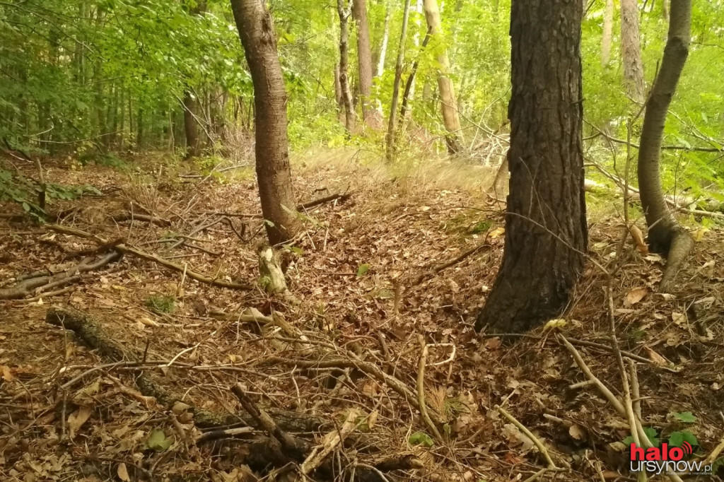 GOTOWE Naturalne czy pochodzenia ludzkiego? Tajemnicze wąwozy w Lesie Kabackim