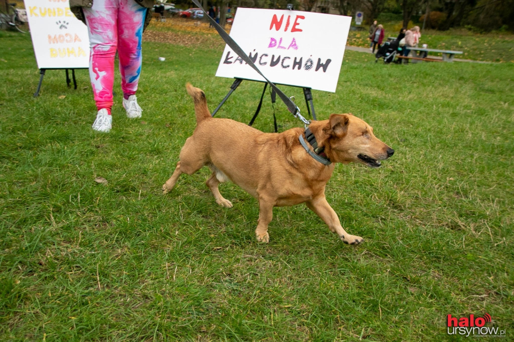 Dzień Kundelka pod Kopą Cwila