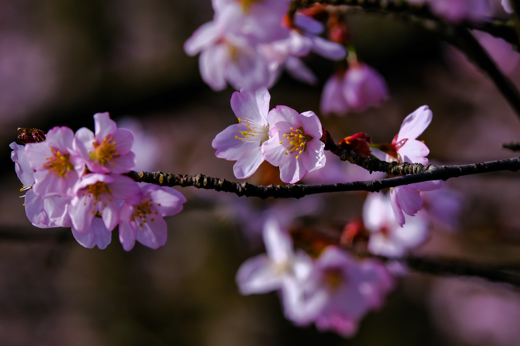 Ogród Botaniczny na święta