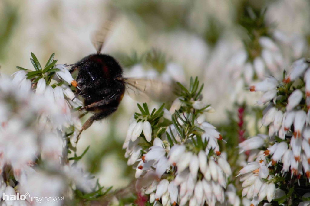 Ogród Botaniczny na święta